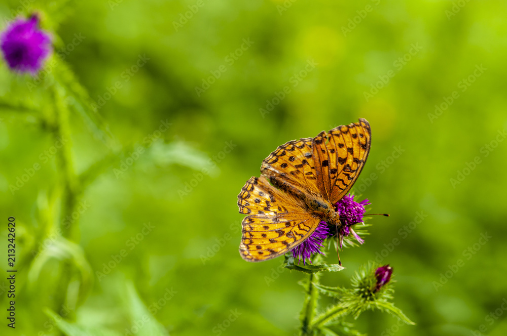 Obraz premium Butterfly