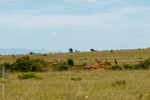 Group of Kudus grazing between the bushes © Mark de Scande