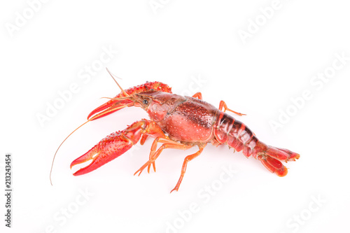 Live crayfish. Crayfish on a white background © ddukang