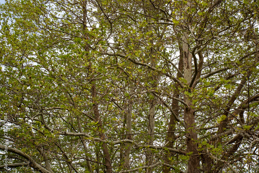 Fototapeta premium Tree close up