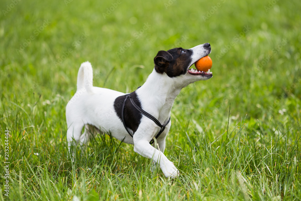 Cute dog Jack Russell Terrier enjoys playing with a ball in the nature.