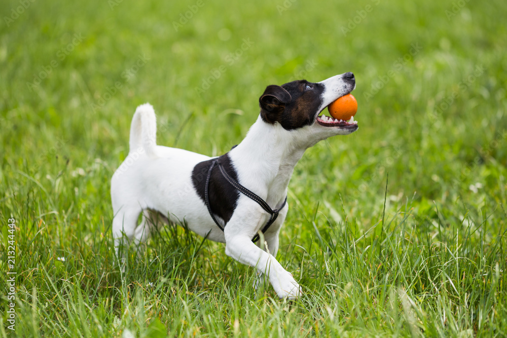 Cute dog Jack Russell Terrier enjoys playing with a ball in the nature. Cute dog Jack Russell Terrier enjoys playing with a ball in the nature.