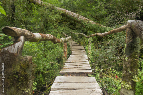 Bosque Encantado ubicado en el Parque Nacional Queulat, Chile. photo