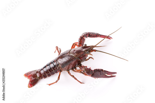 Live crayfish. Crayfish on a white background