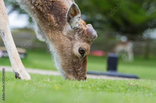 Fototapeta Naklejka Na Ścianę i Meble -  photo of a male Fallow deer grazing on grass