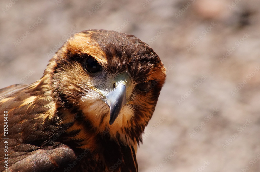 Fototapeta premium falcoaria