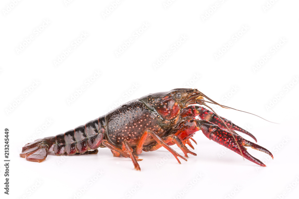 Live crayfish. Crayfish on a white background