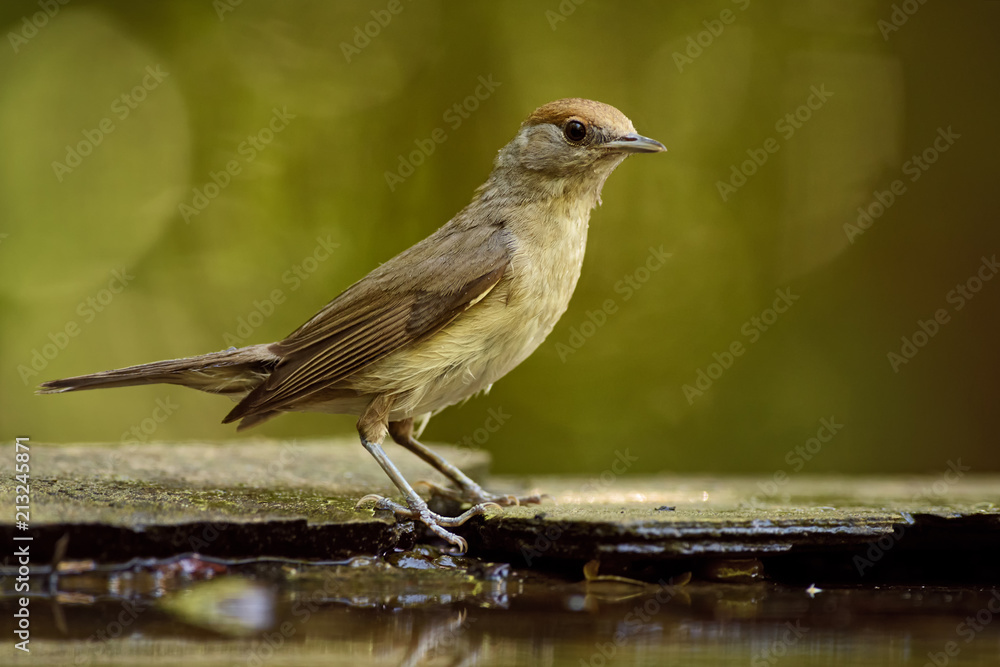 Eurasian Blackcap - Sylvia atricapilla, inconspicuous brown song bird from European forests and woodlands. Eurasian Blackcap - Sylvia atricapilla, inconspicuous brown song bird from European forests and woodlands.