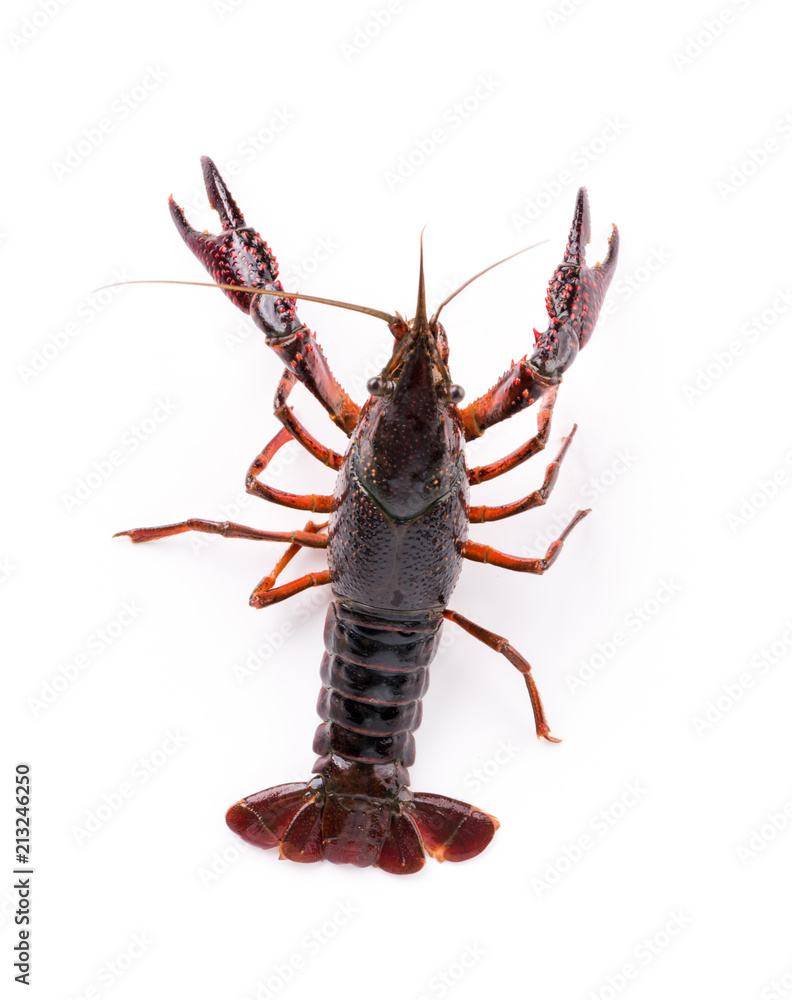 Live crayfish. Crayfish on a white background Live crayfish. Crayfish on a white background