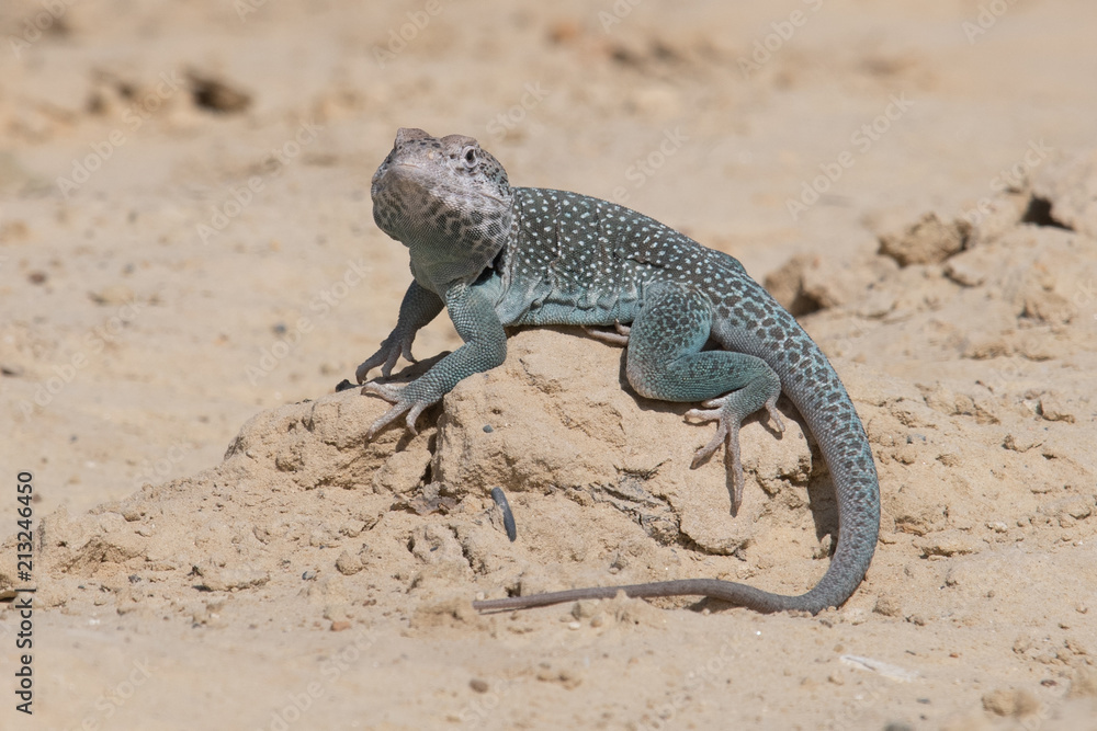 Closeup of a Bearded Dragon (Pogona vitticeps). Closeup of a Bearded Dragon (Pogona vitticeps).