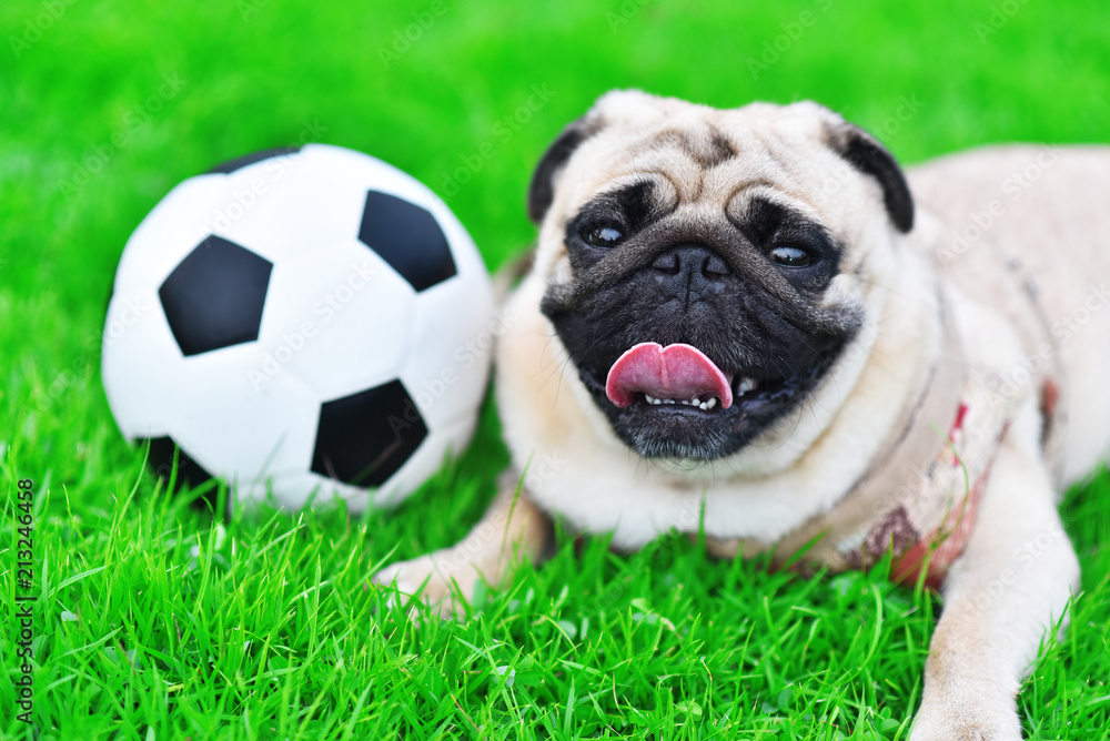 Cute brown Pug with football in garden
