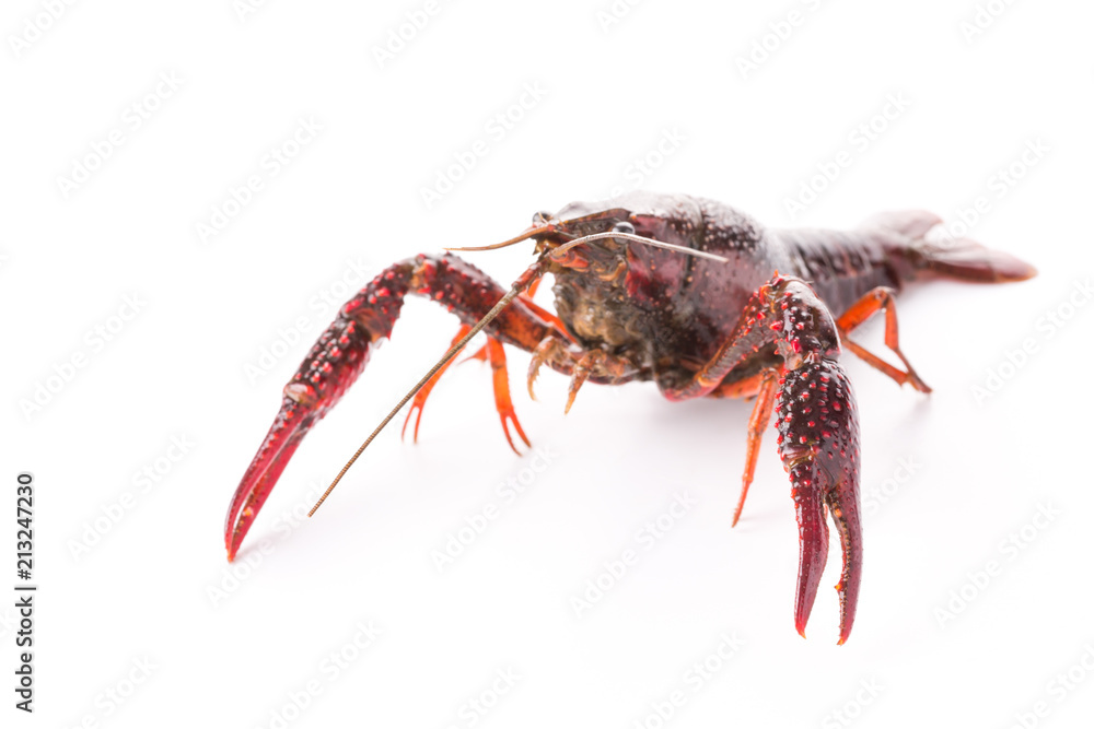 Live crayfish. Crayfish on a white background Live crayfish. Crayfish on a white background