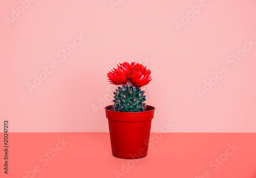 Small cactus in a flowerpot on a trendy background.