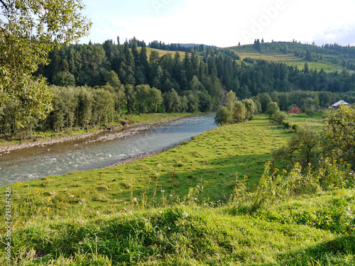 grassy bank of the river against the background of a pine forest photo