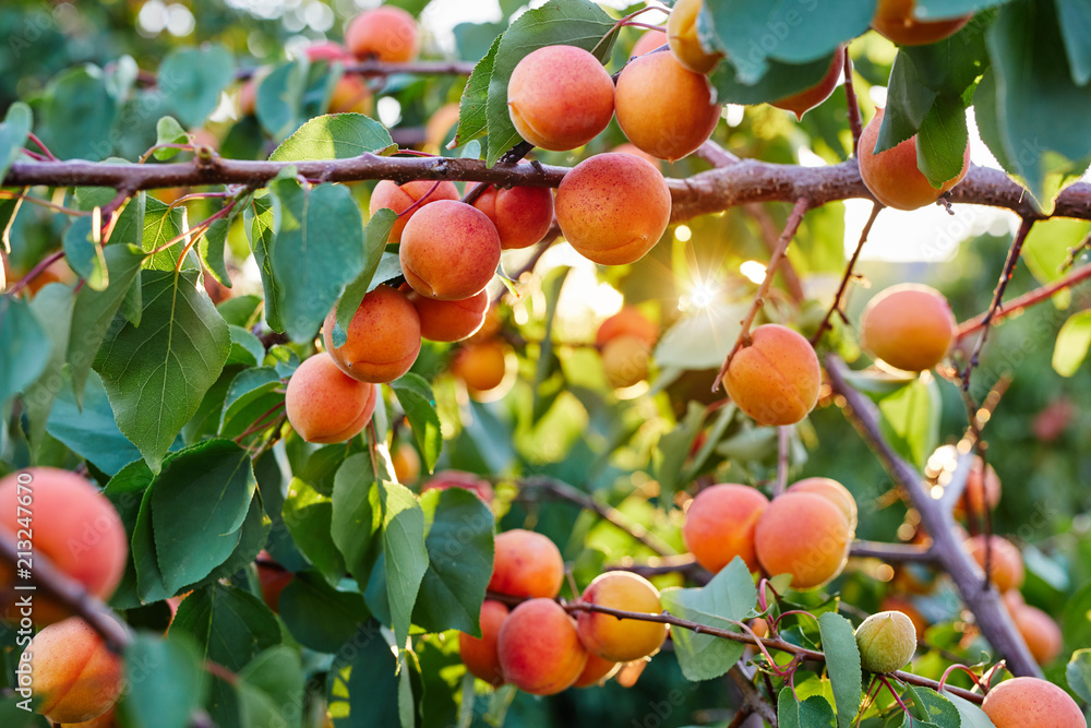 Apricot tree with many ripe apricots Apricot tree with many ripe apricots