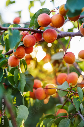 Apricot tree with many ripe apricots