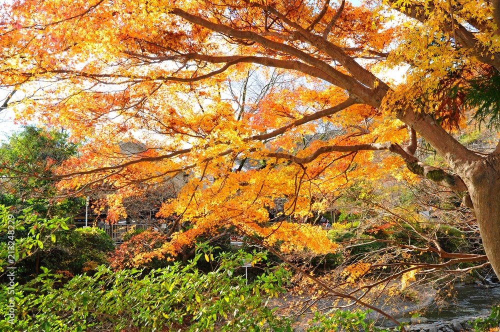 Colorful Leaves and Maple Trees in Autumn in Kyoto, Japan