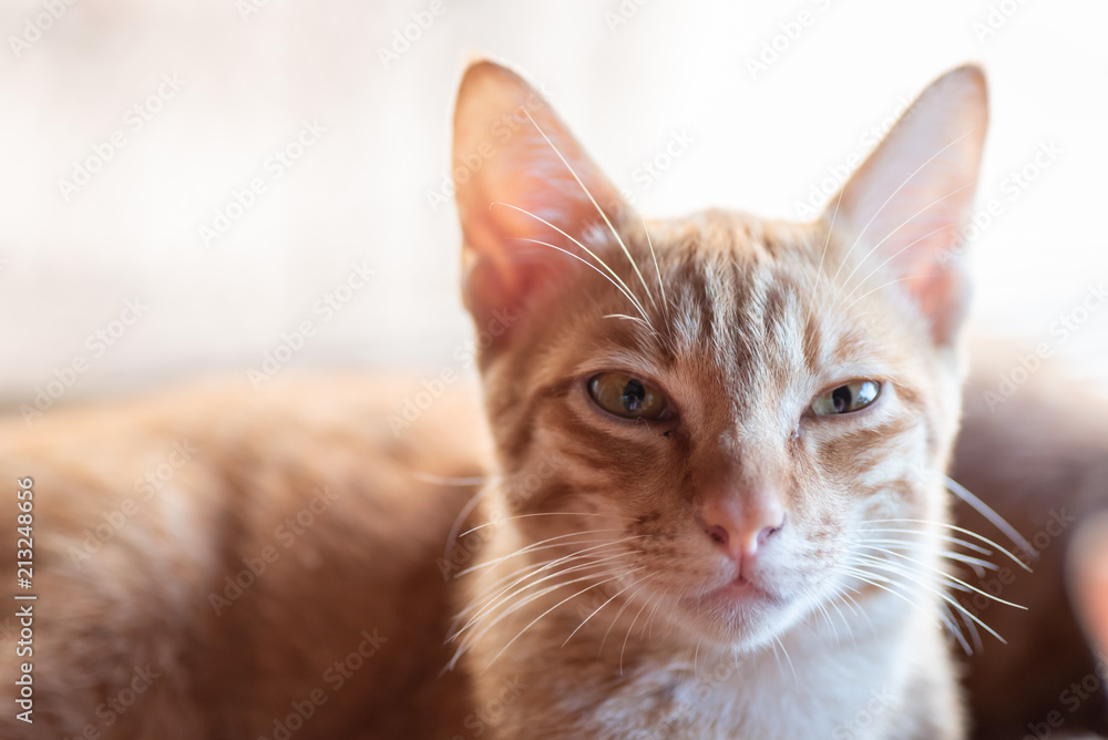 Portrait of cute ginger cat looking at camera, pet at home