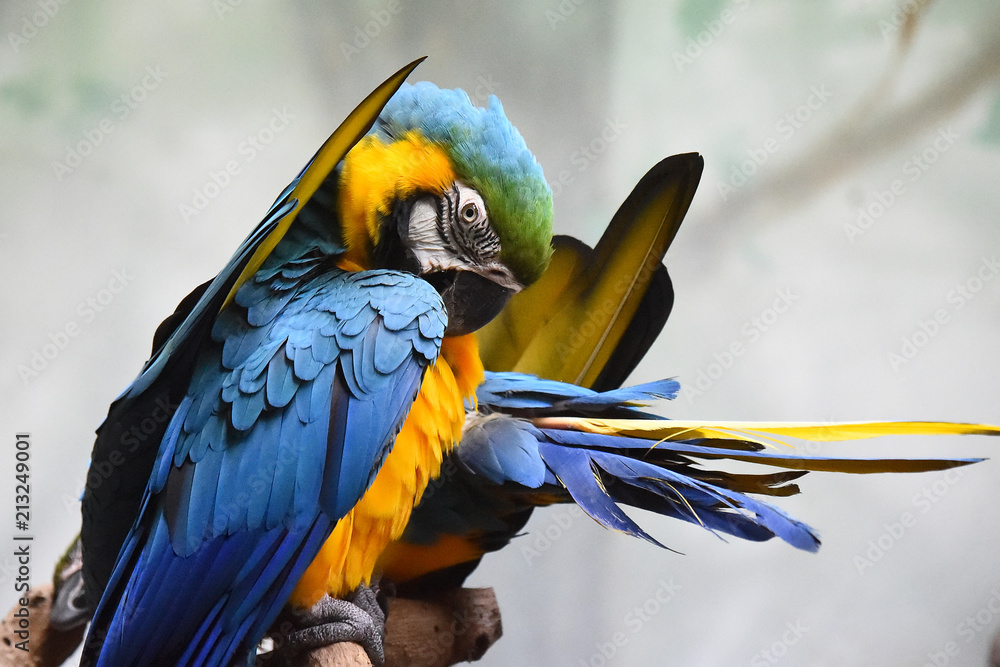 Fototapeta premium Guacamayo