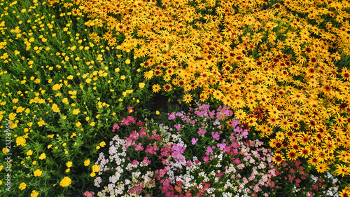 Aerial: Flying above flower field, Wheat, herb plant, wildflowers closeup, garden, harvest