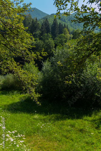 Green forest glade with a lot of deciduous trees against the backdrop of endless mountain ranges