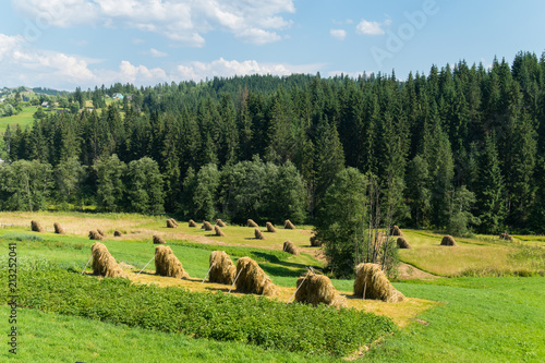 Soyed Carpathian livers of straw in the cities near the spruce forest photo