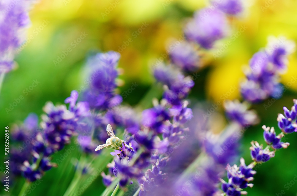 Honey bee on a lavender and collecting polen. Flying honeybee. One bee flying during sunshine day. Insect. Lavenders field with beautiful sunlight. Honey bee on a lavender and collecting polen. Flying honeybee. One bee flying during sunshine day. Insect. Lavenders field with beautiful sunlight.
