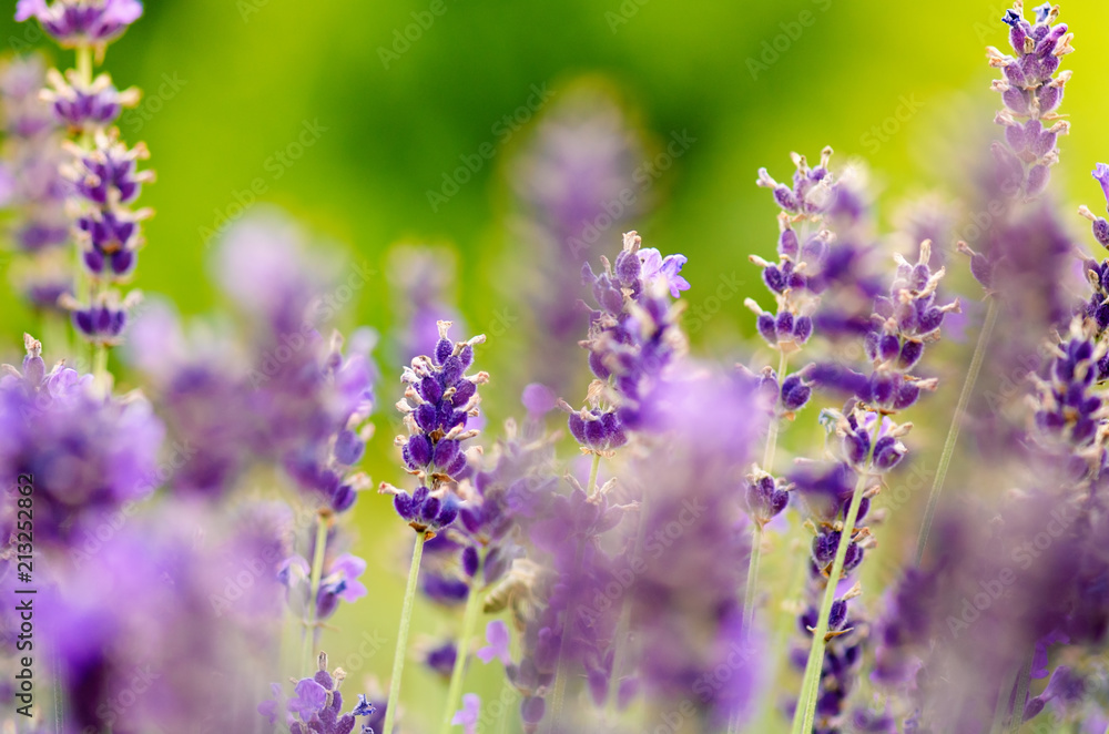 Honey bee on a lavender and collecting polen. Flying honeybee. One bee flying during sunshine day. Insect. Lavenders field with beautiful sunlight. Honey bee on a lavender and collecting polen. Flying honeybee. One bee flying during sunshine day. Insect. Lavenders field with beautiful sunlight.