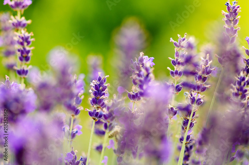 Honey bee on a lavender and collecting polen. Flying honeybee. One bee flying during sunshine day. Insect. Lavenders field with beautiful sunlight.