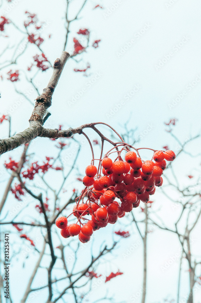 Red Rowan berries or Mountain ash in winter on white background.
