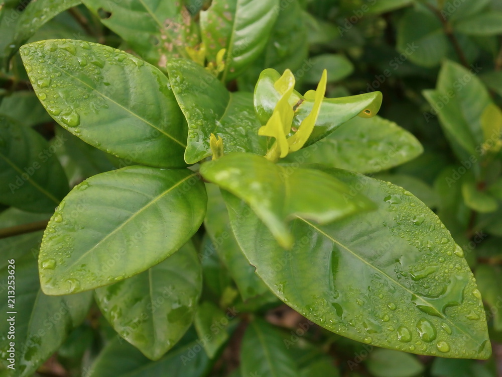 Water Droplets Leaves Pattern brightened Water Droplets Leaves Pattern brightened
