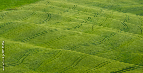 field of grass © Igor