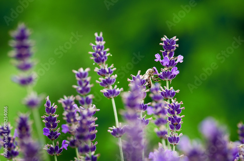 Fototapeta Naklejka Na Ścianę i Meble -  Honey bee on a lavender and collecting polen. Flying honeybee. One bee flying during sunshine day. Insect. Lavenders field with beautiful sunlight.