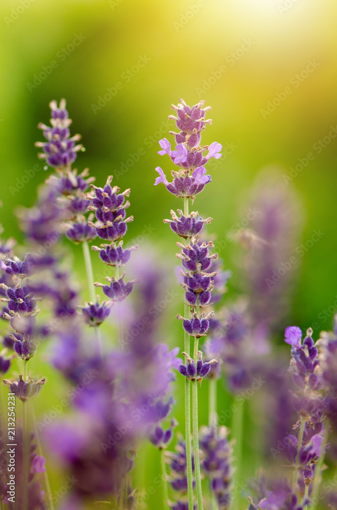 Honey bee on a lavender and collecting polen. Flying honeybee. One bee flying during sunshine day. Insect. Lavenders field with beautiful sunlight. Honey bee on a lavender and collecting polen. Flying honeybee. One bee flying during sunshine day. Insect. Lavenders field with beautiful sunlight.
