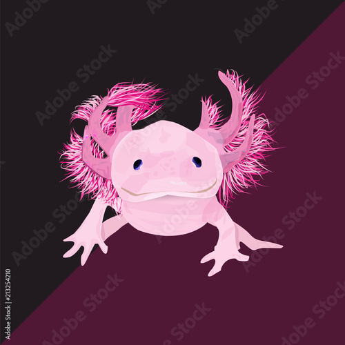 Axolotl photo
