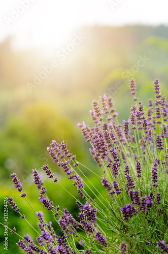 Fototapeta Naklejka Na Ścianę i Meble -  Honey bee on a lavender and collecting polen. Flying honeybee. One bee flying during sunshine day. Insect. Lavenders field with beautiful sunlight.