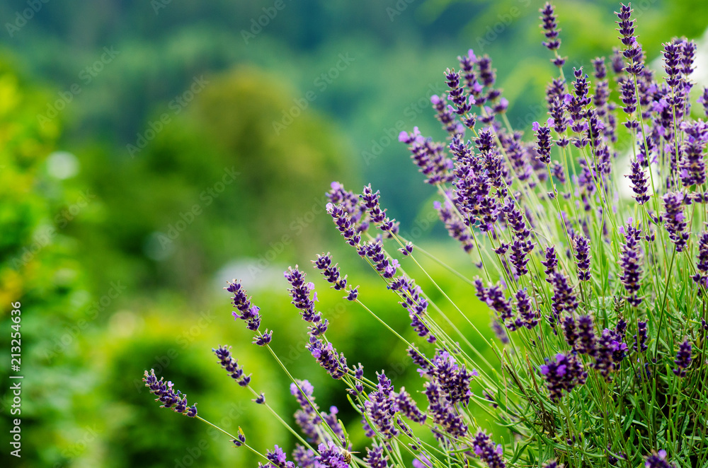 Obraz premium Honey bee on a lavender and collecting polen. Flying honeybee. One bee flying during sunshine day. Insect. Lavenders field with beautiful sunlight.
