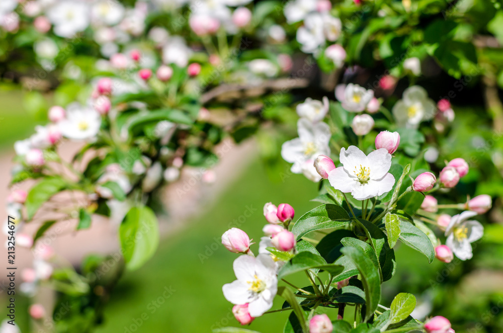 Blossom tree over nature background Spring flowers Background. Mother day. Branches of blossoming tree in garden. Blossom tree over nature background Spring flowers Background. Mother day. Branches of blossoming tree in garden.