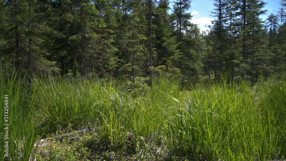 Green grass in forest