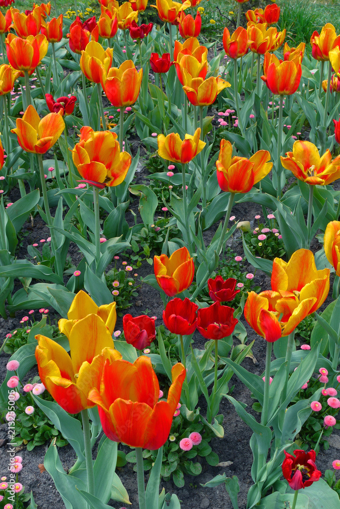Well-groomed and beautiful flower bed of orange-red