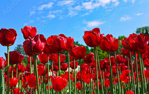 Tulips  densely growing next to each other  are beautiful with lavish buds of petals against the background of a blue sky with occasional clouds.