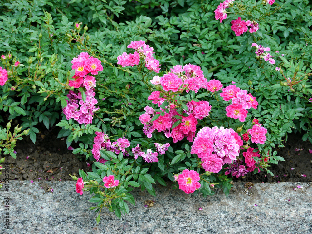 bushes of roses with bright crimson colors bushes of roses with bright crimson colors
