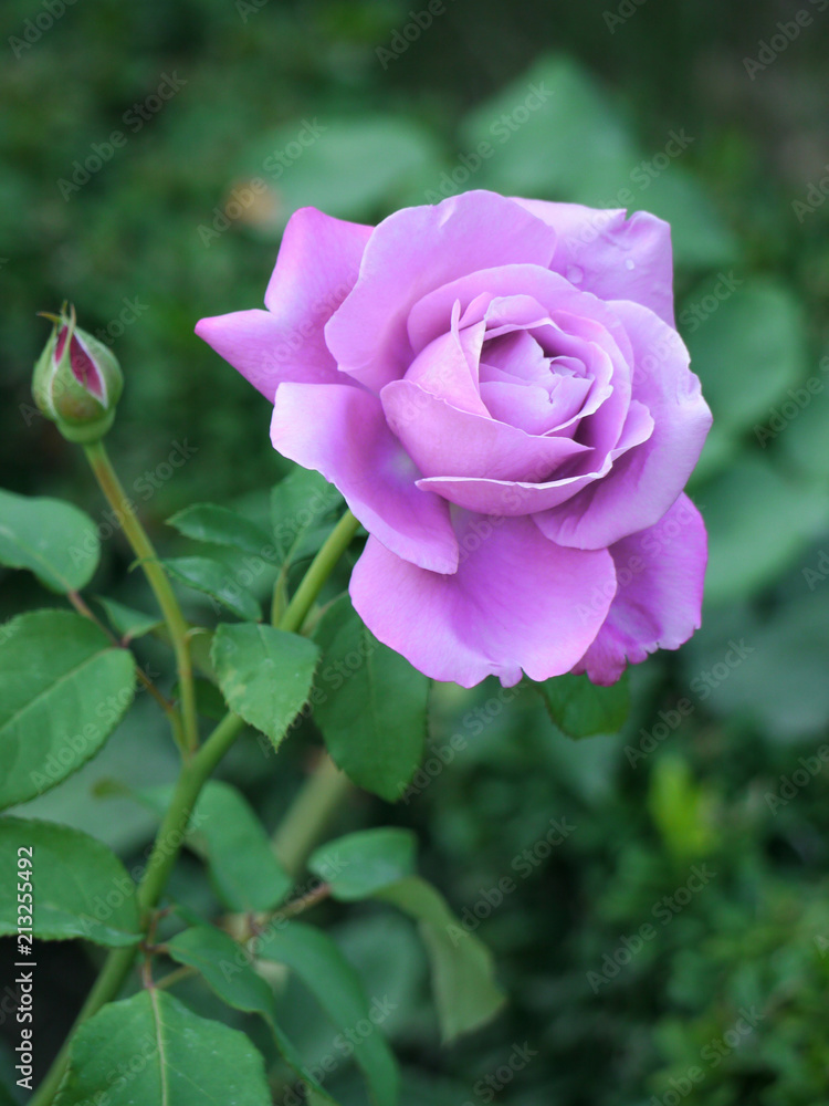 A rare magnificent purple rose with large petals and green buds not yet opened A rare magnificent purple rose with large petals and green buds not yet opened