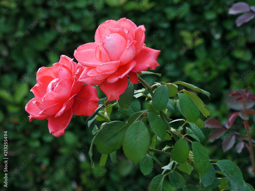 Two spiny beautiful roses on green stems with delicate, gently pink petals. Two spiny beautiful roses on green stems with delicate, gently pink petals.