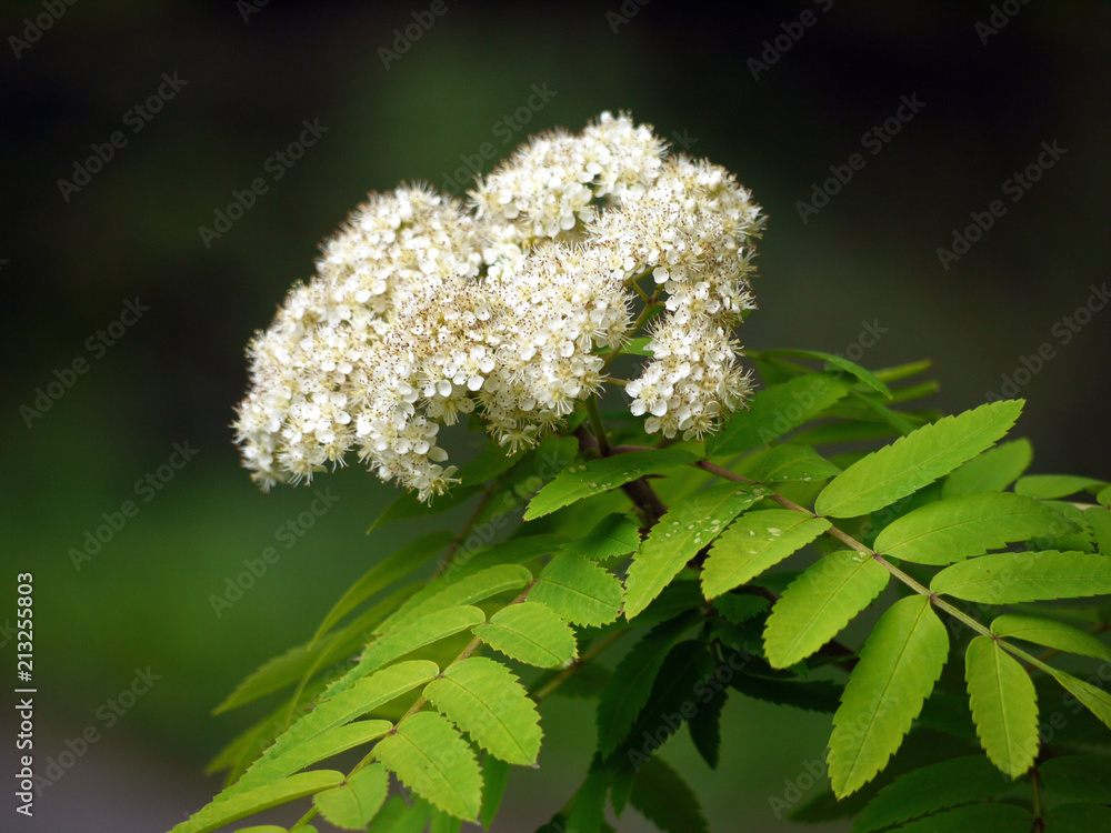Branch with an inflorescence of small white flowers and long green leaves Branch with an inflorescence of small white flowers and long green leaves
