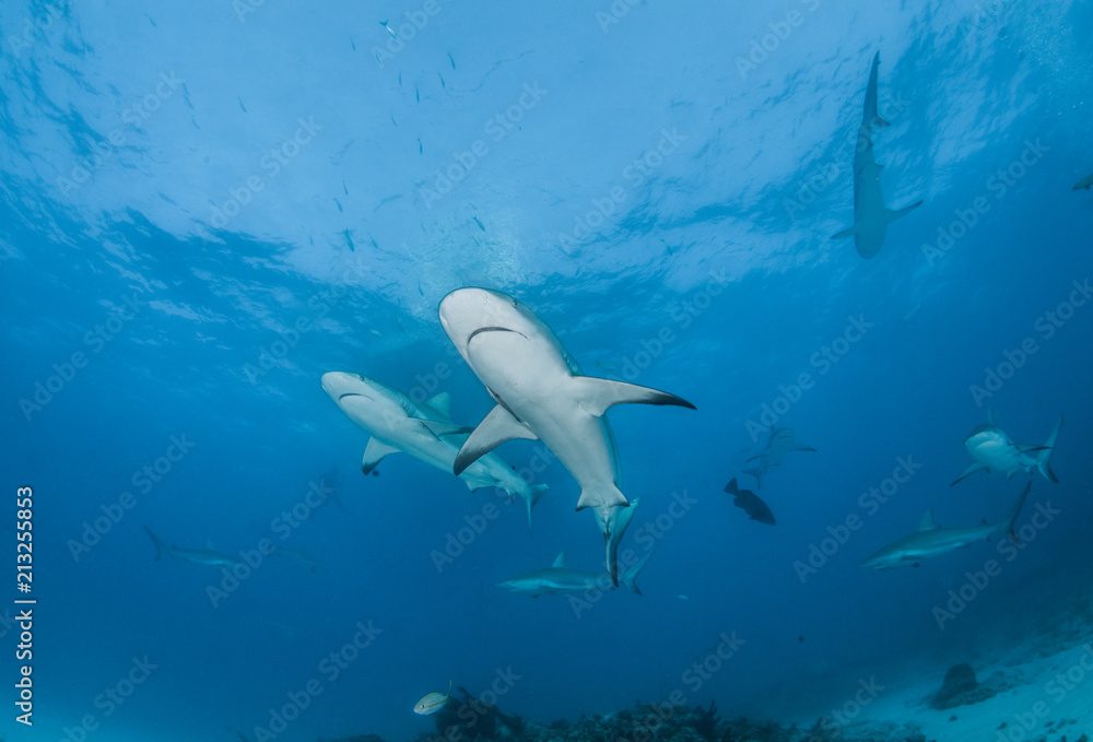 Fototapeta premium Caribbean reef shark