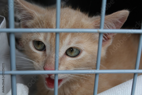 chaton abandonné dans une cage