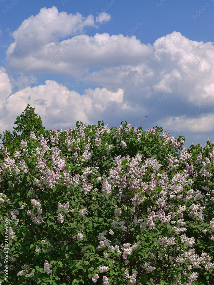 A bush of blossoming lush white lilac with green lily against a blue sky with white clouds A bush of blossoming lush white lilac with green lily against a blue sky with white clouds