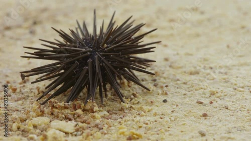 Slate-pencil urchin - sea urchin on sand photo