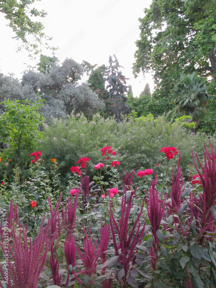 Ornazhereya with red and pink rose bushes on the background of ornamental shrubs